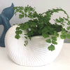 Nautilus Shell White Ceramic Planter Pot - 17 cm