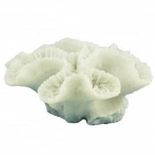 Ridged Cactus Coral - Ivory White - 11 cm