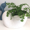 Nautilus Shell White Ceramic Planter Pot - 22 cm