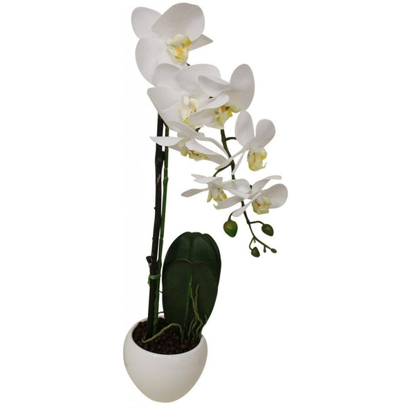 Orchid in White Pot with Saucer - 44 cm